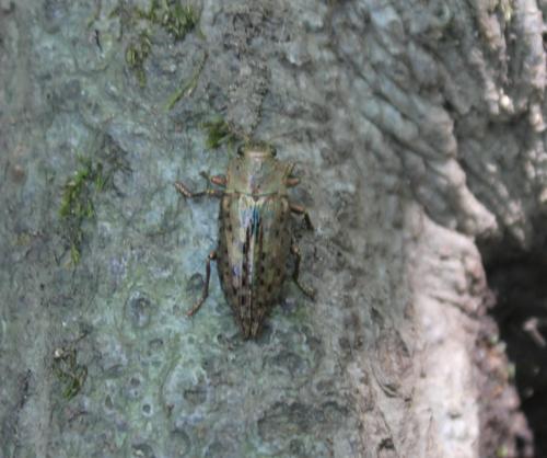 Réf. 359 039 : Dicerca berolinensis
